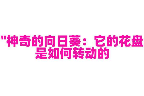 "神奇的向日葵：它的花盘是如何转动的？"